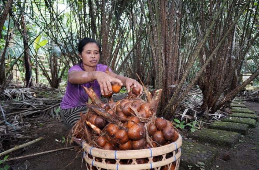 Membanggakan, FAO Tetapkan Agroforestri Salak Indonesia Sebagai Warisan Pertanian Dunia