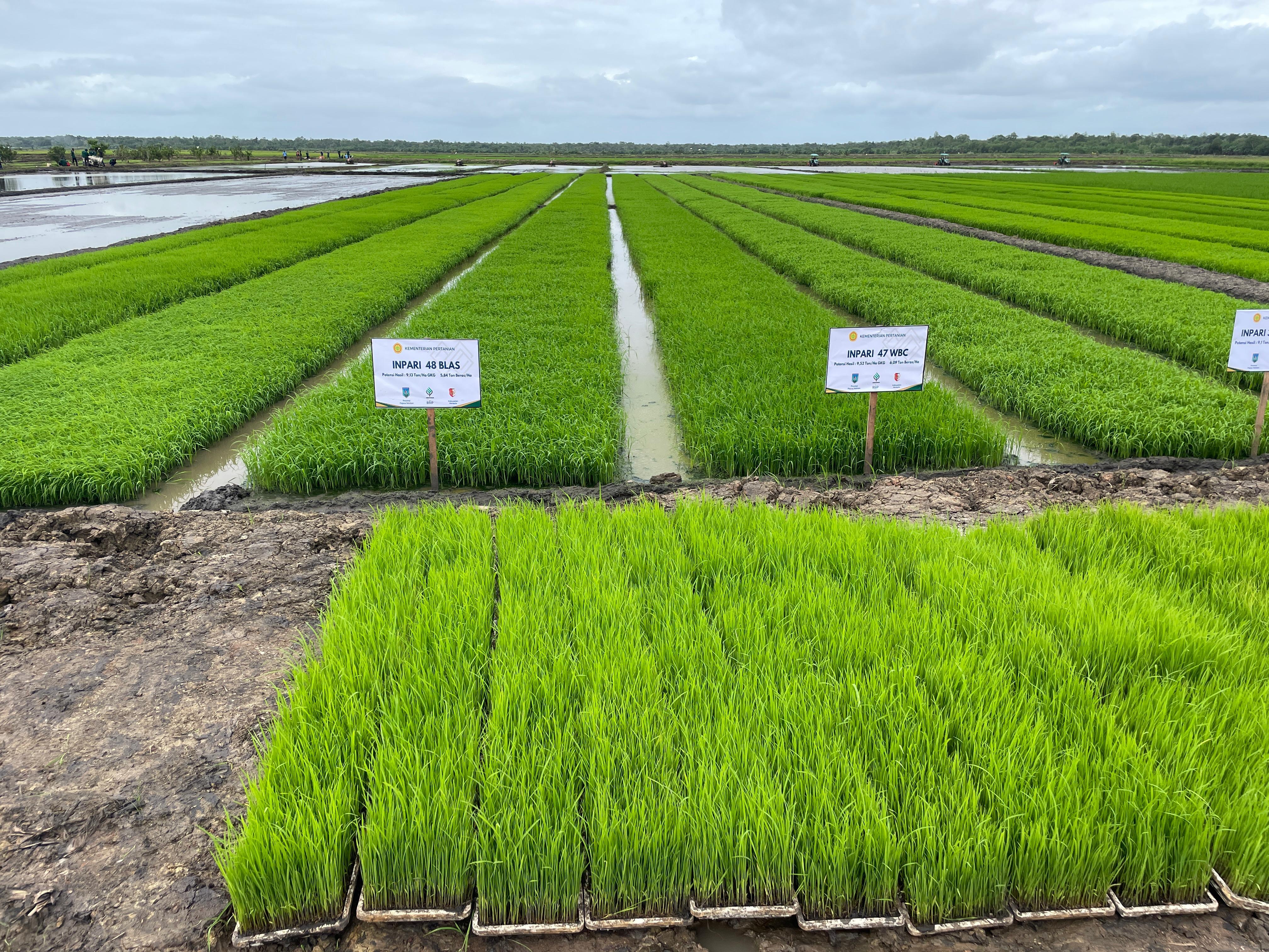 Akademisi UGM Yakin Program Cetak Sawah di Merauke Berhasil