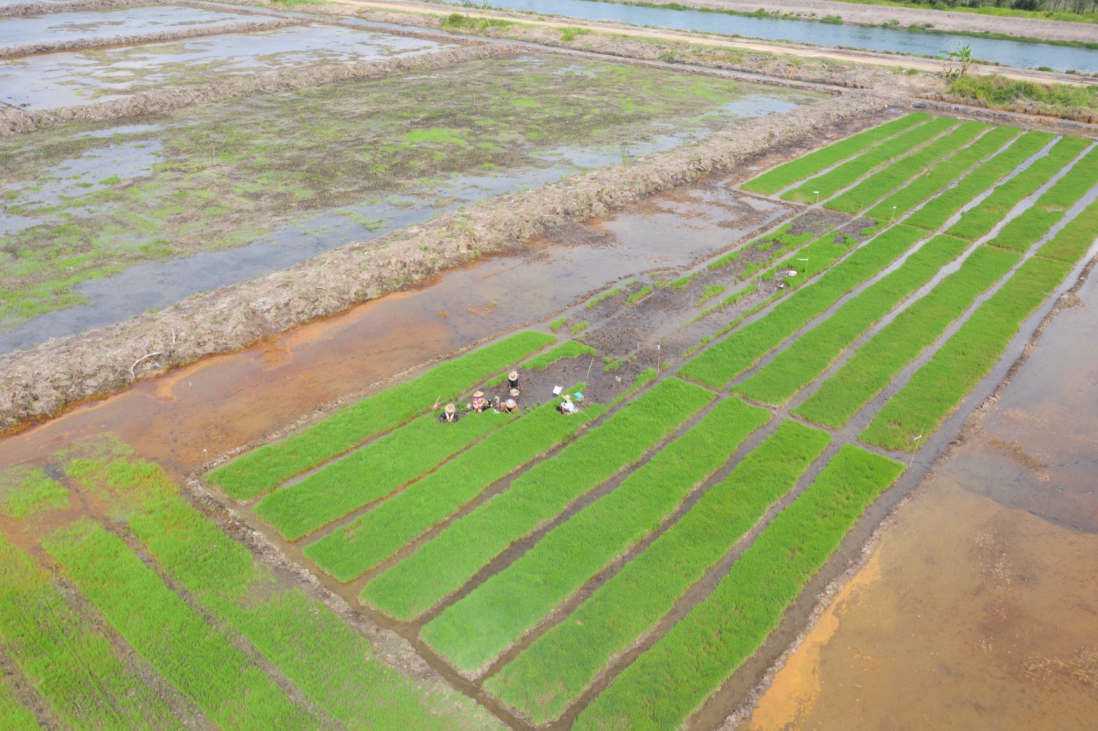 Pemerintah Luncurkan Program Cetak Sawah untuk Perkuat Ketahanan Pangan