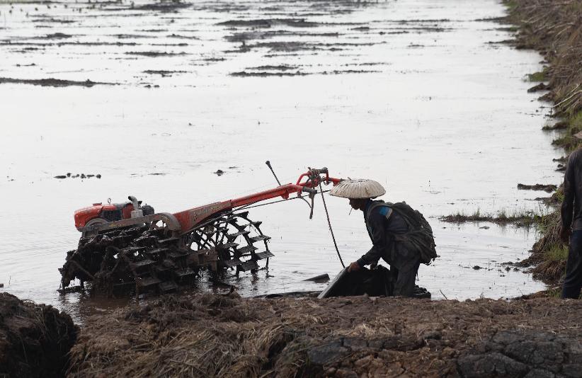 Pakar Pertanian Sebut Cetak Sawah Sebagai Solusi Capai Swasembada Pangan