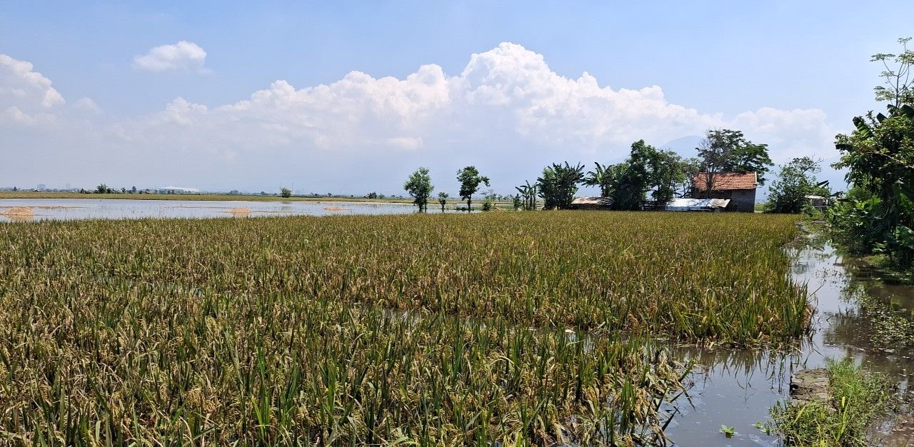 Kementan Dukung Percepatan Klaim AUTP di Lamongan, Tegaskan Perlindungan Petani untuk Jaga Produksi