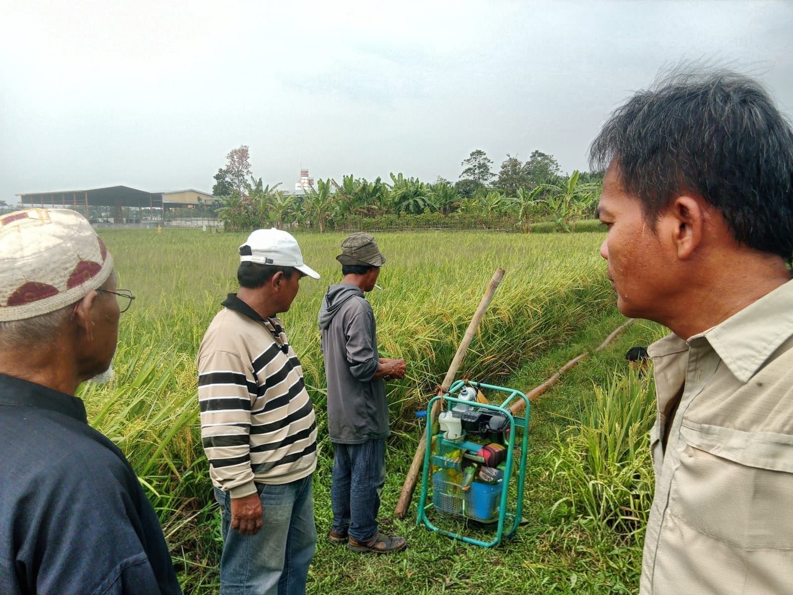 Mitigasi Kekeringan Diperkuat, Kementan Pastikan Petani Tetap Berproduksi di Musim Kemarau