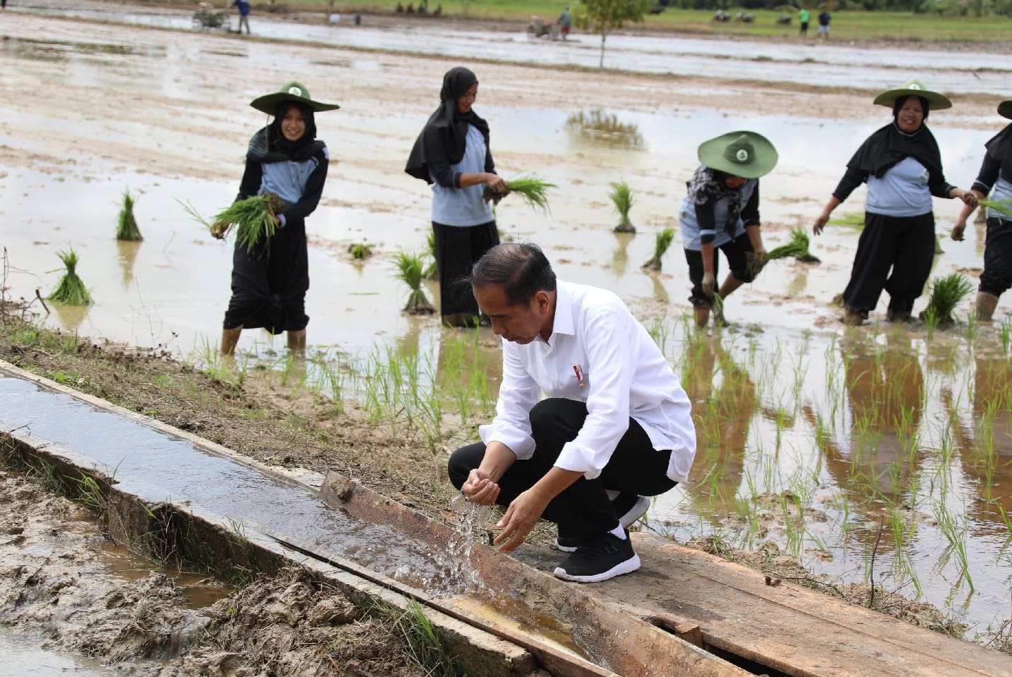 Mentan Amran Dampingi Presiden Tinjau Program Pompanisasi di Kotawaringin Timur