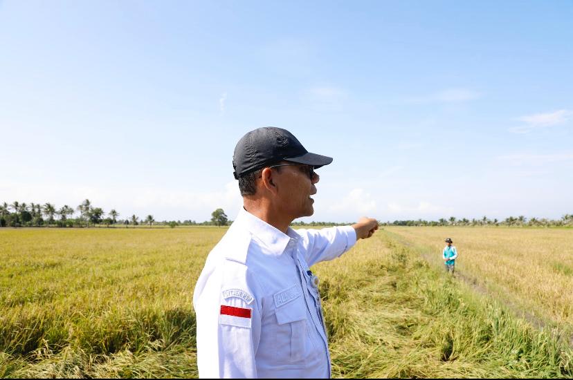 Optimasi Lahan Rawa, 302 Hektar Padi di Banyuasin Siap Panen